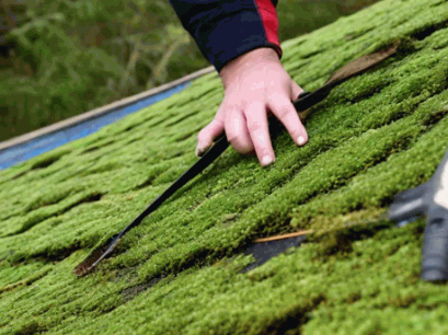 Manual Method To Remove Moss